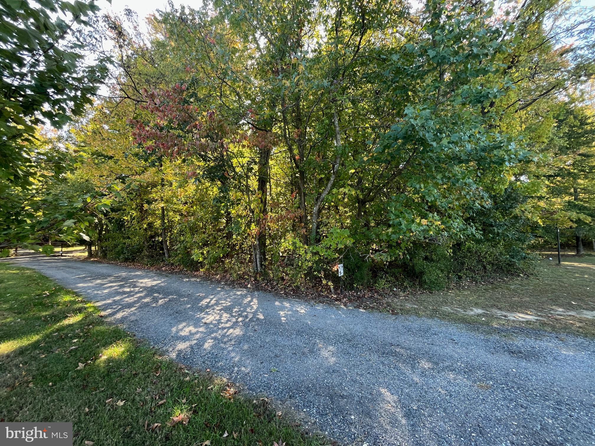 a view of a forest with trees