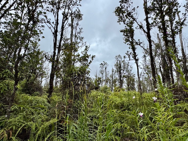 a view of a garden