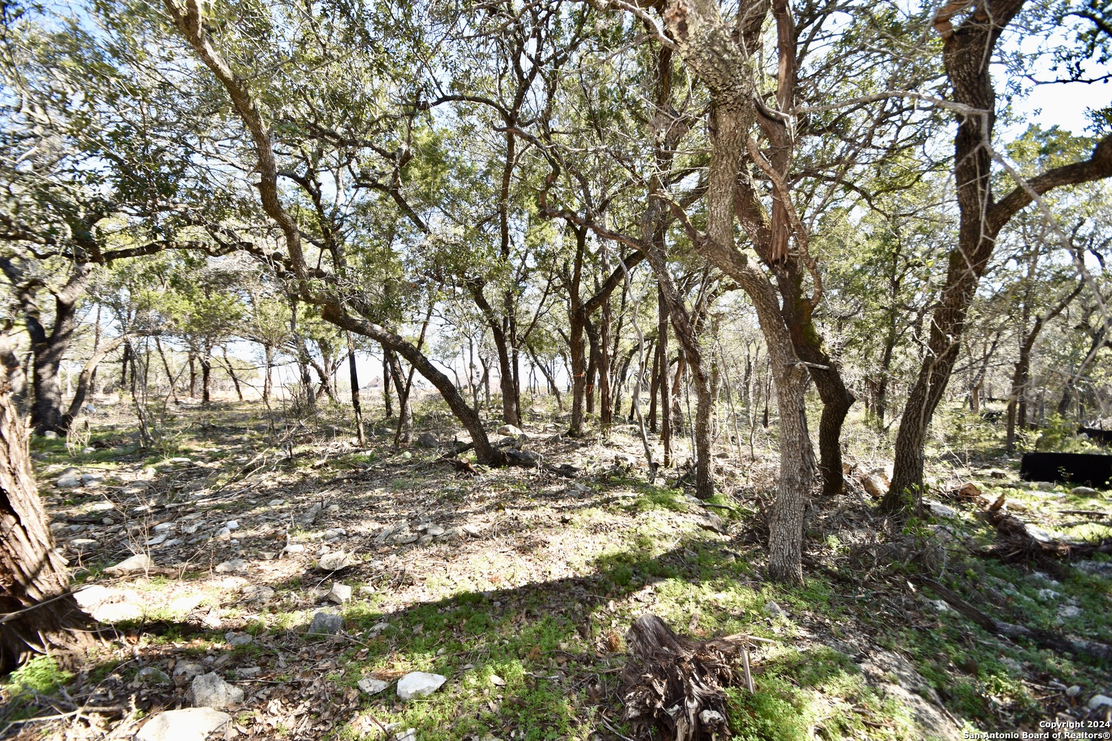 a view of yard with trees