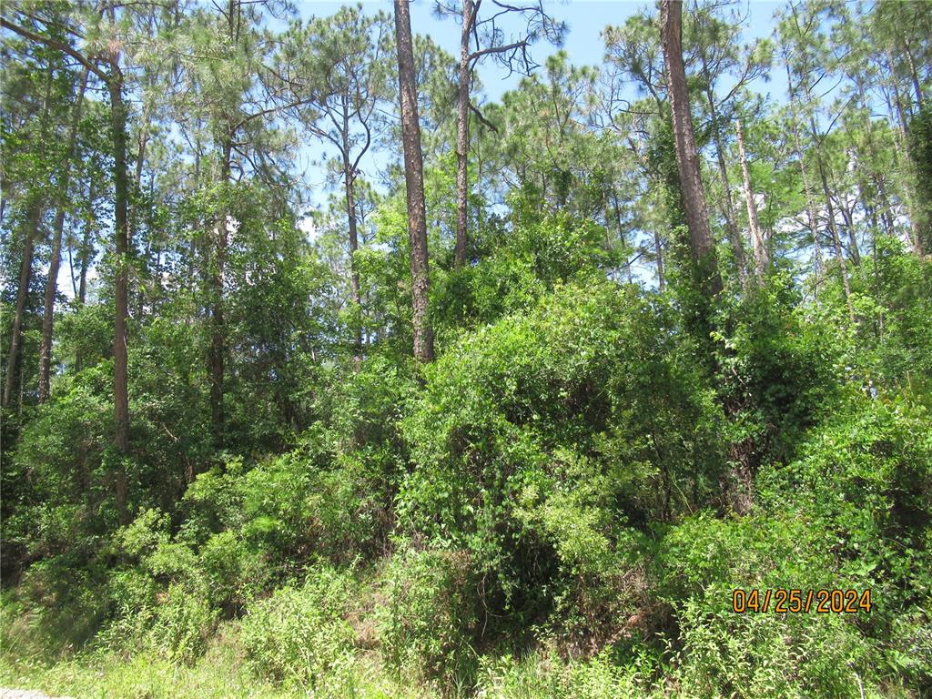 a view of a lush green forest