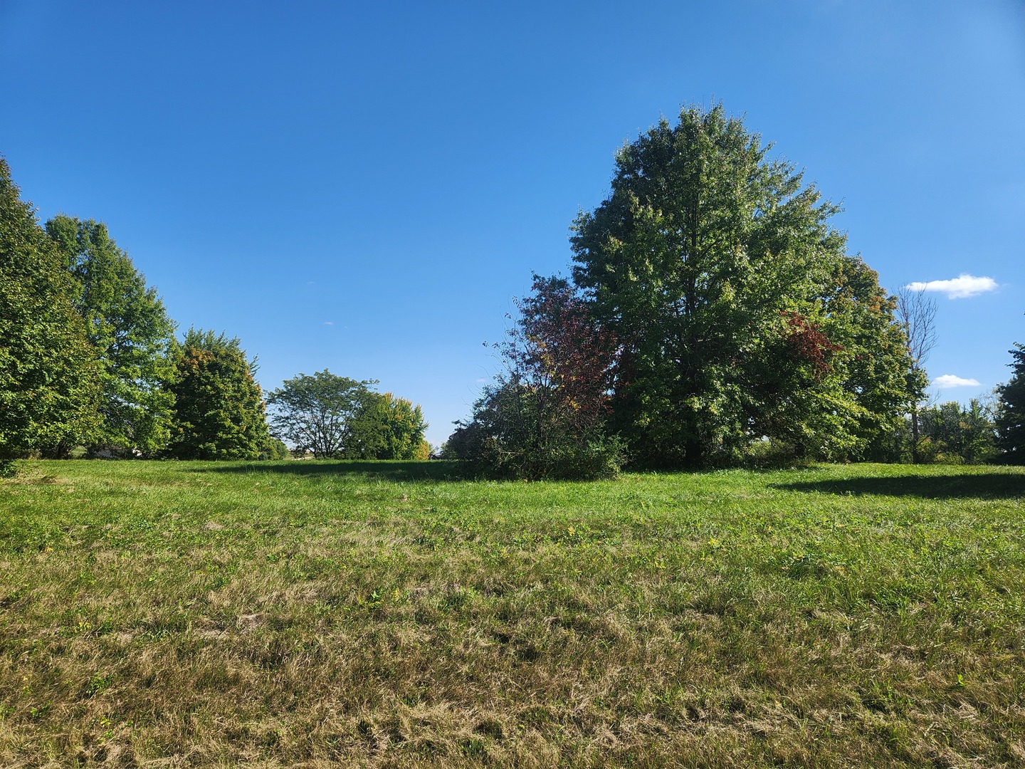 a view of a grassy field with trees in the background