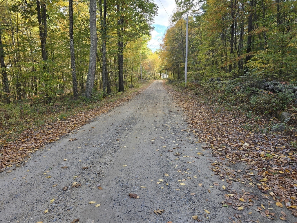 a view of a forest with trees in the background