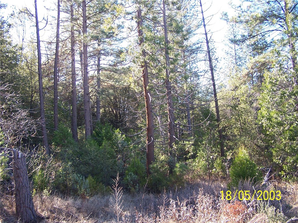 a view of forest