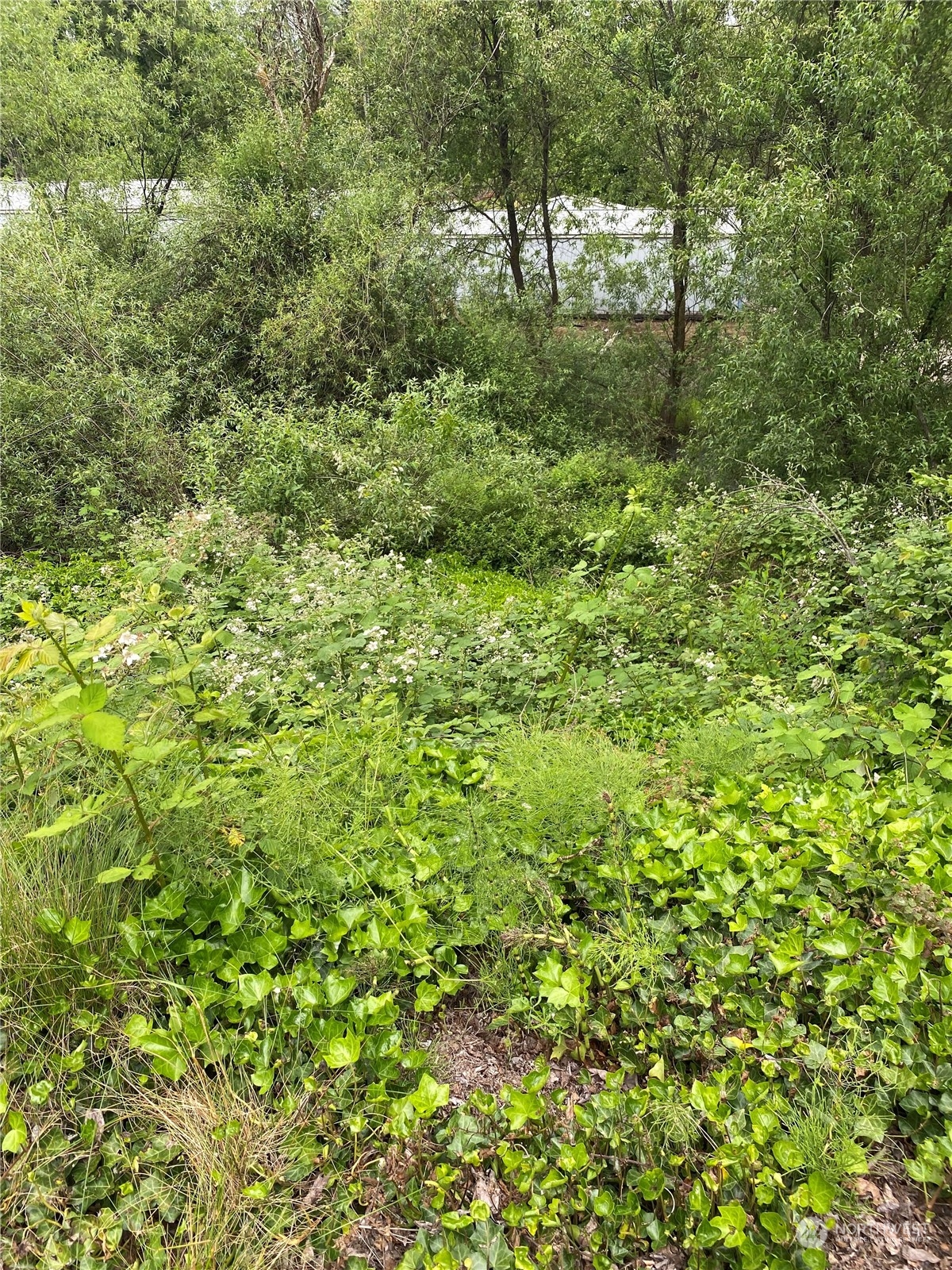 a view of a forest with a tree