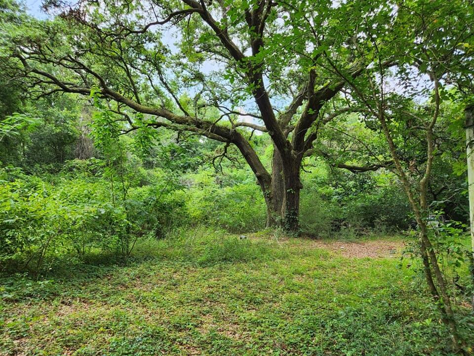 a view of outdoor space and yard