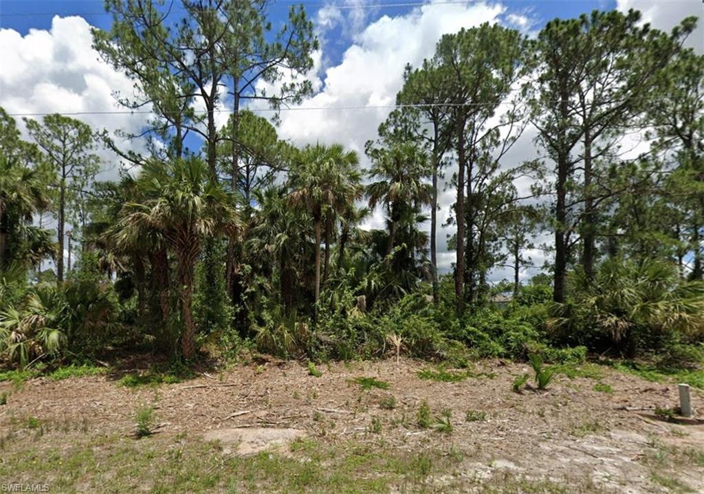 a view of a yard with plants and trees