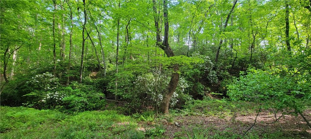 a view of a lush green forest