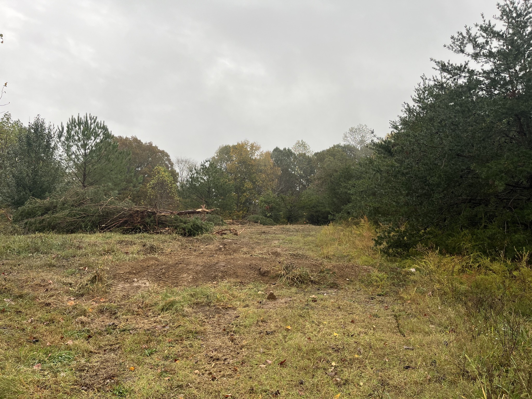 a view of a yard with trees in the background