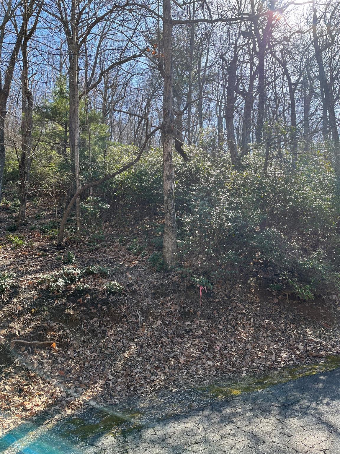 a view of a forest with trees