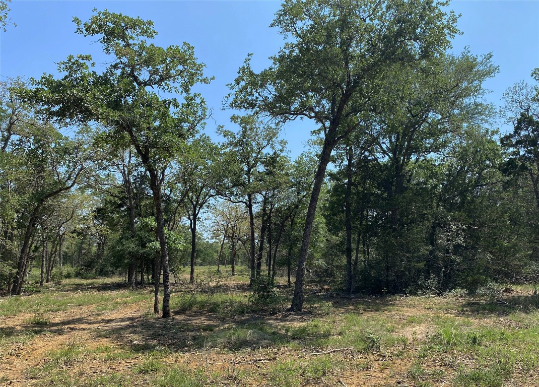 a view of a tree in a yard