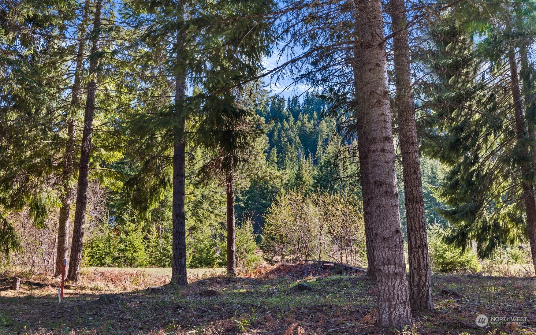 a view of forest