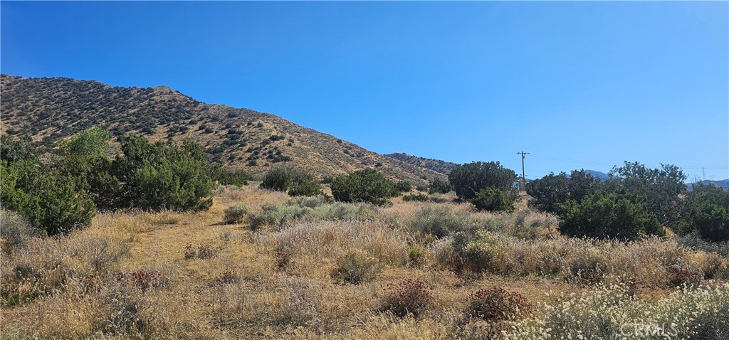 a view of a dry yard