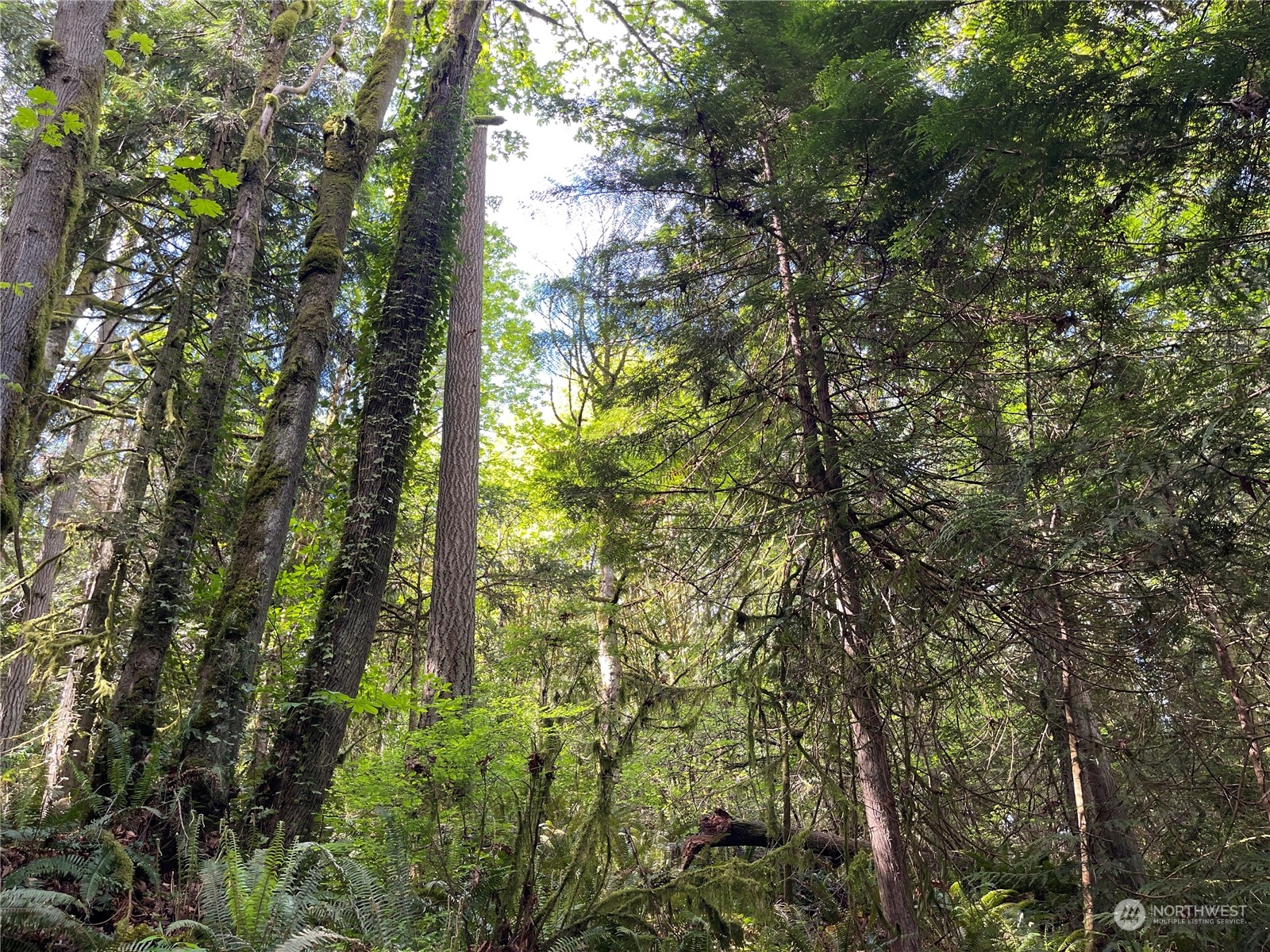 a view of forest