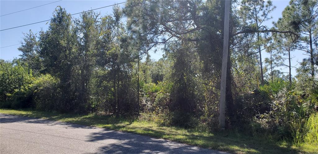 a view of a yard with trees