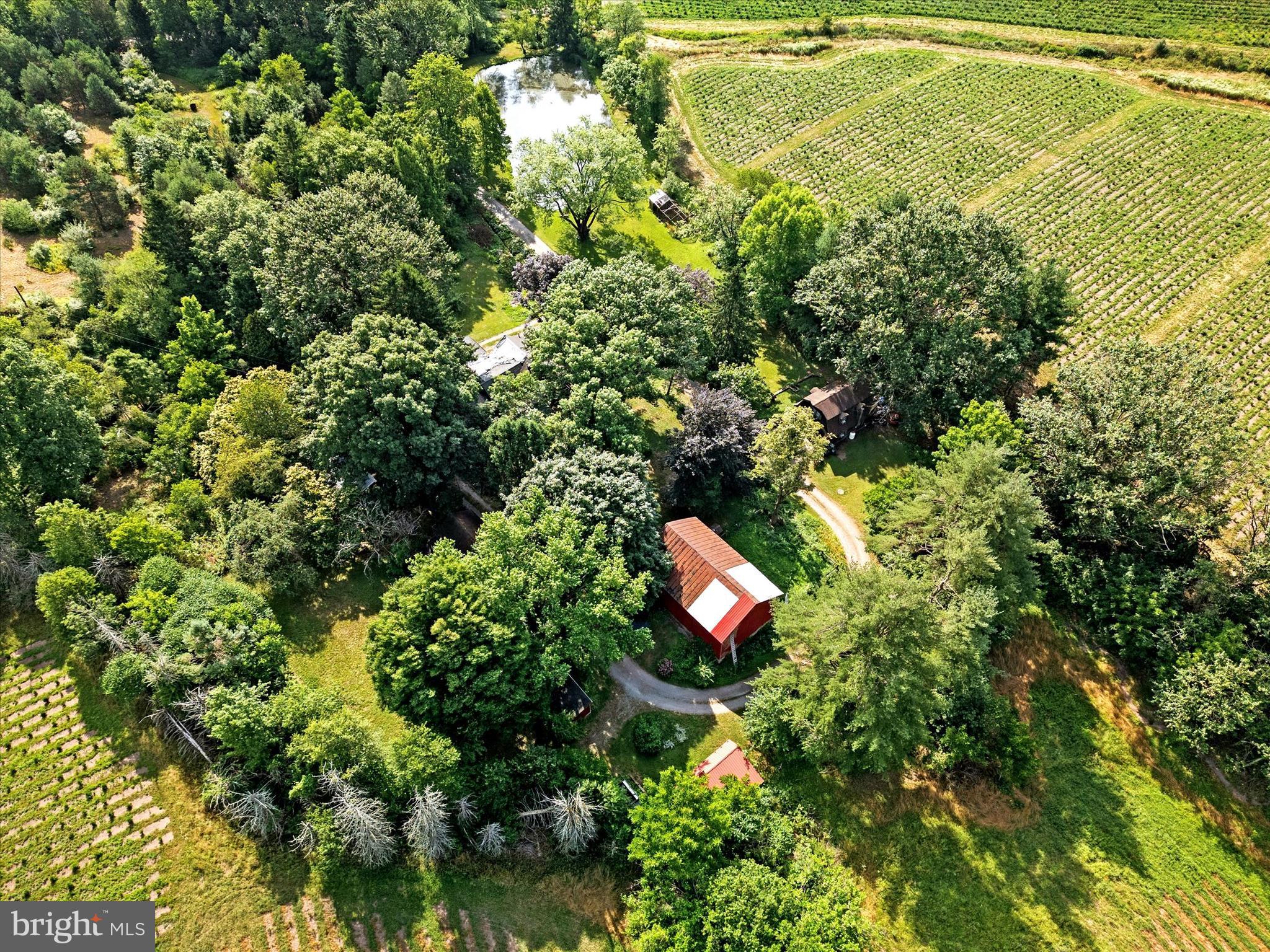 a view of a forest