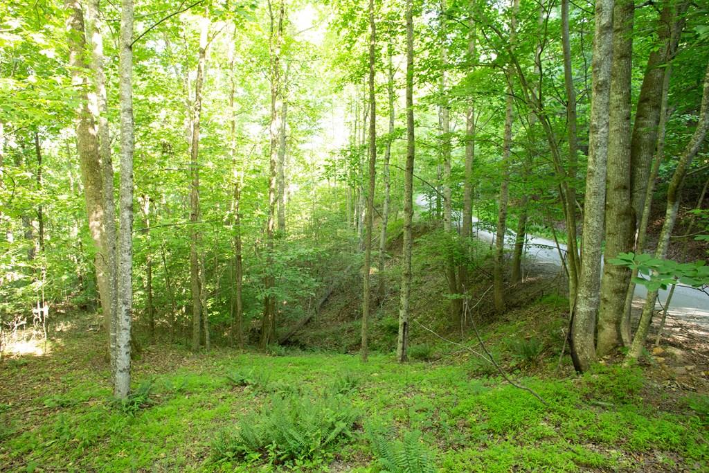 a view of a lush green forest