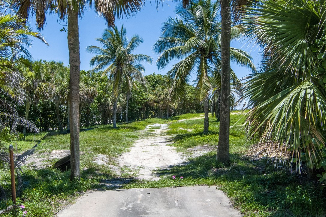 a view of a yard with palm trees