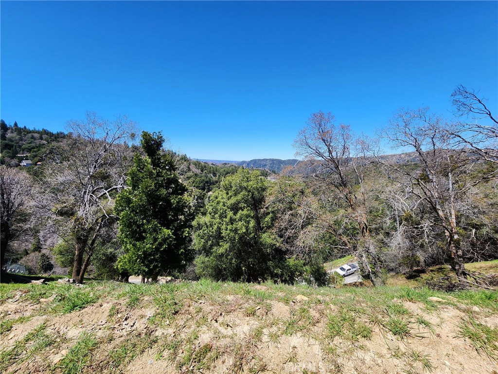 a view of a yard with a tree