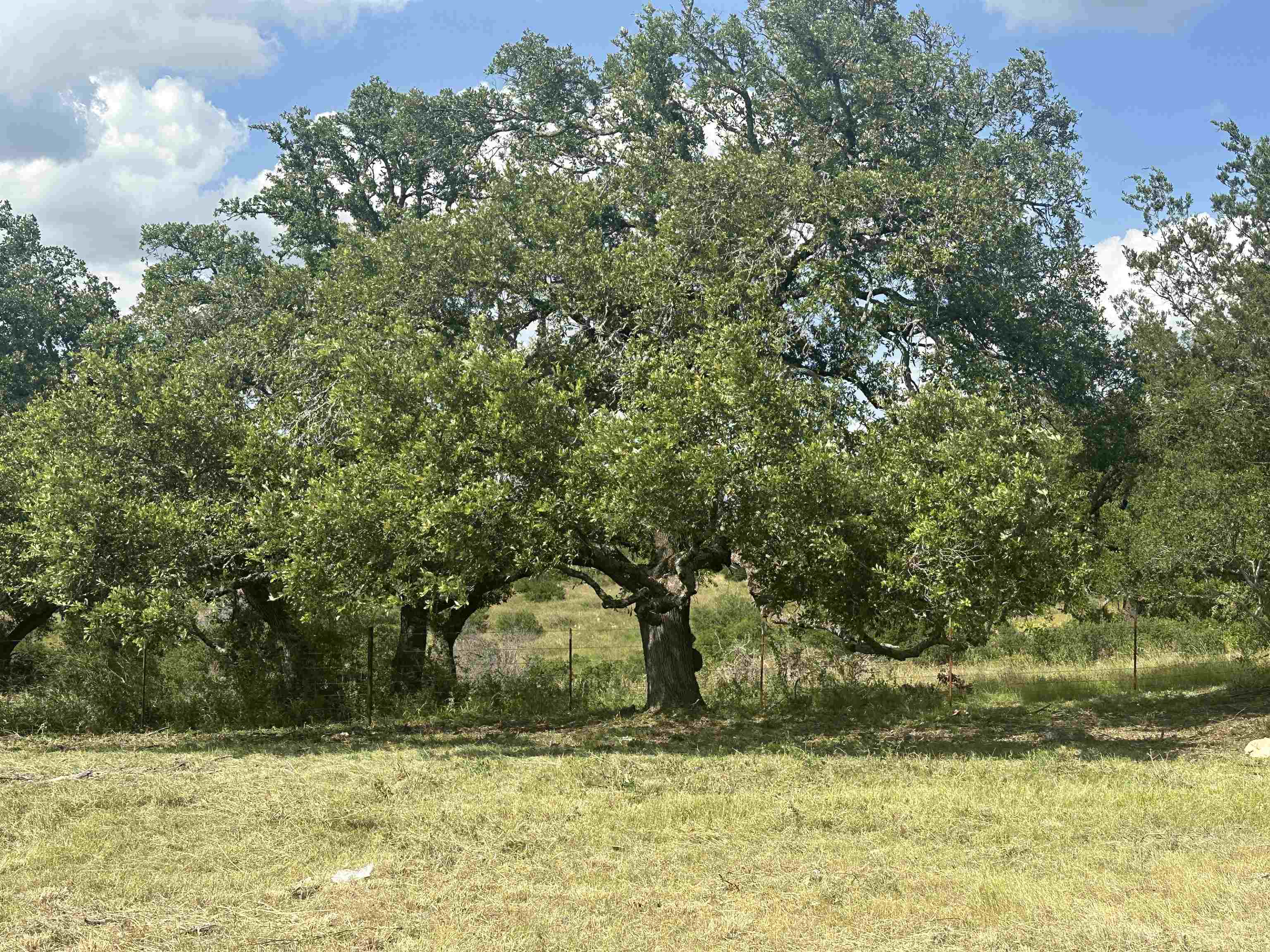 a view of a yard with a tree