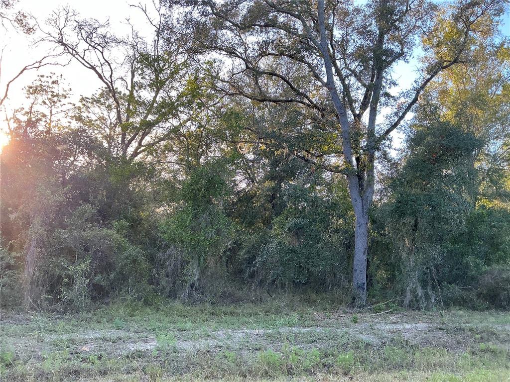 a view of a forest filled with trees