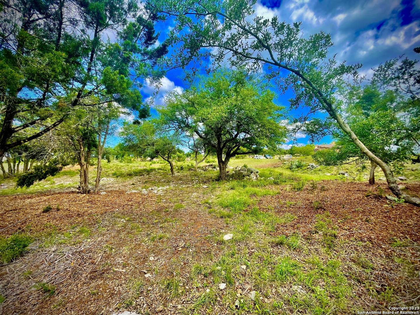 a view of a yard with plants and large trees