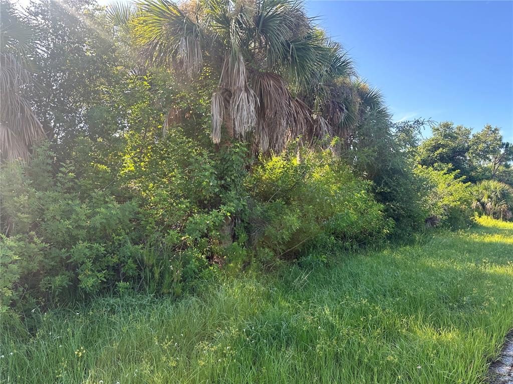 a view of a lush green space