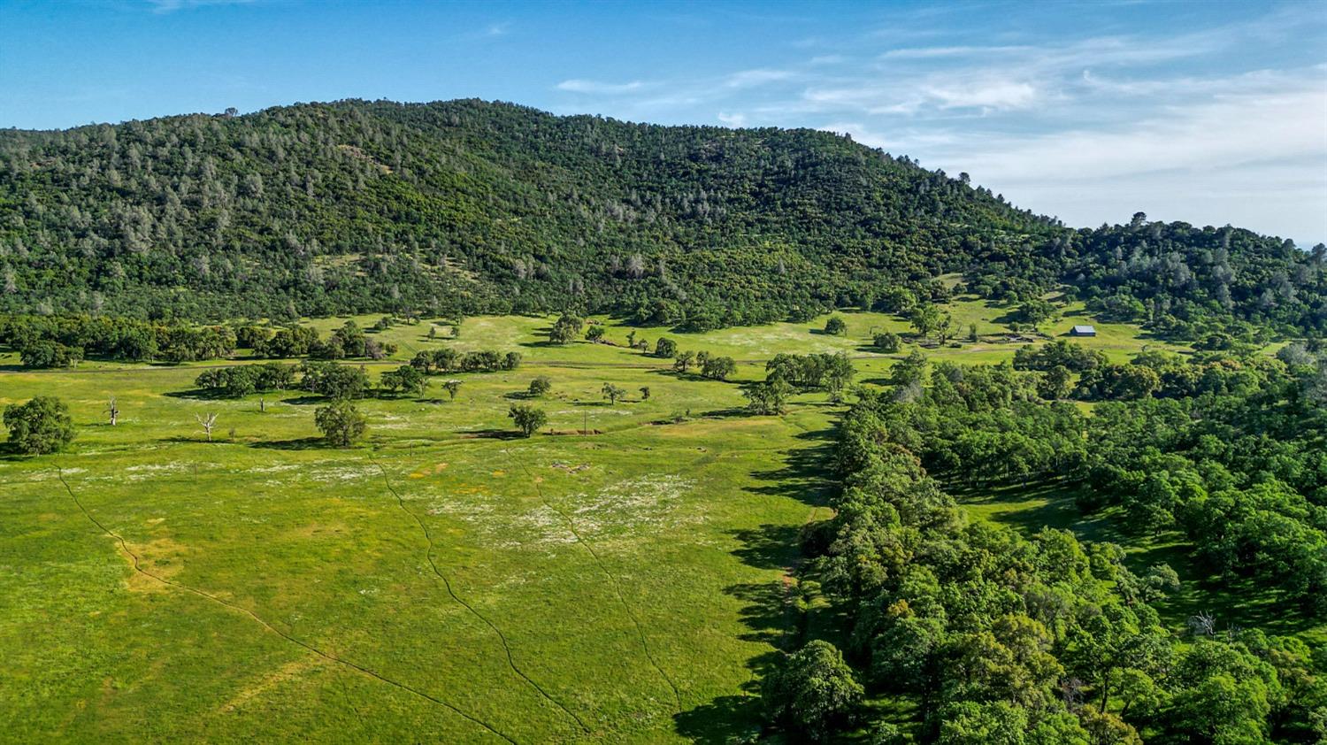 a large green field with lots of bushes