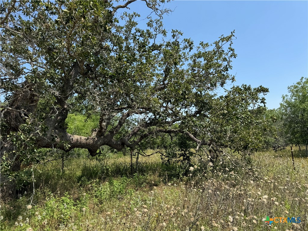 a view of a forest with a tree