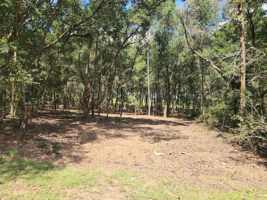 a view of a yard with trees