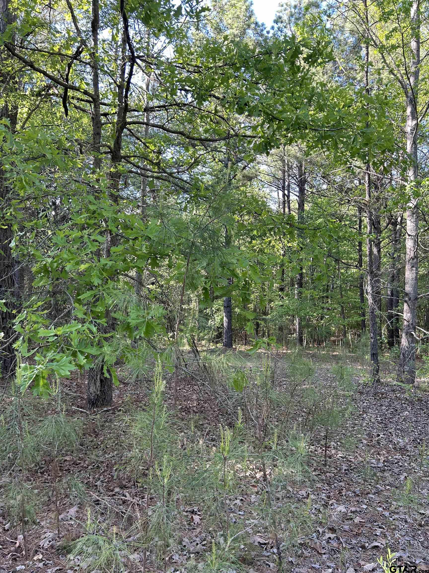 a view of a forest that has a tree