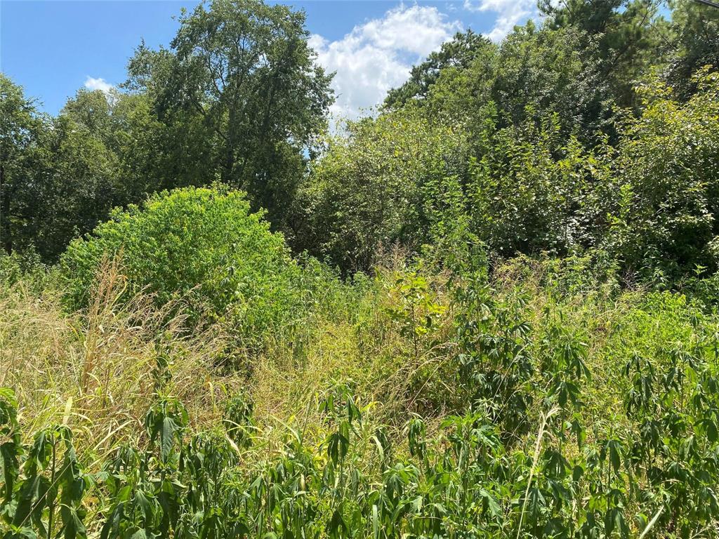 a view of a lush green forest with lots of trees