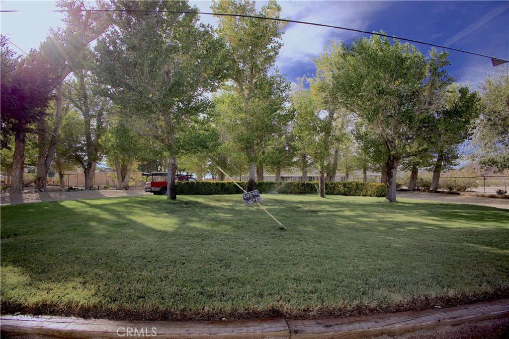 a view of a park with large trees