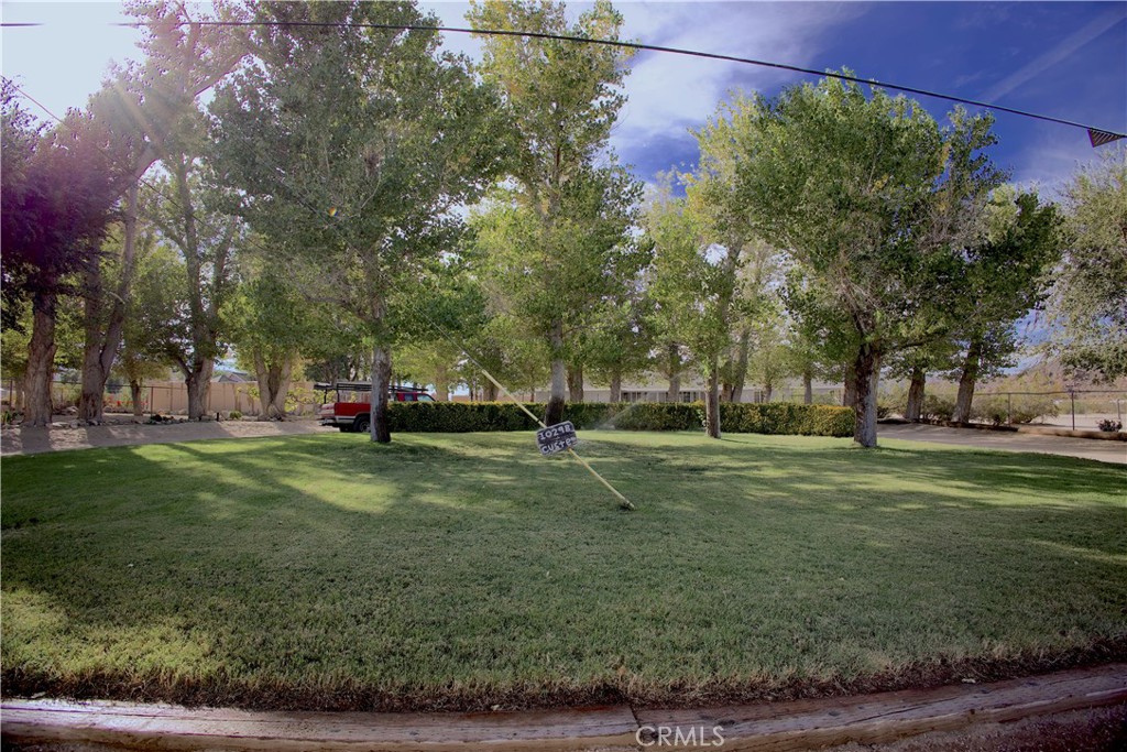 a view of a park with large trees