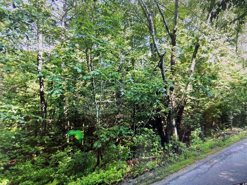 a view of a lush green forest