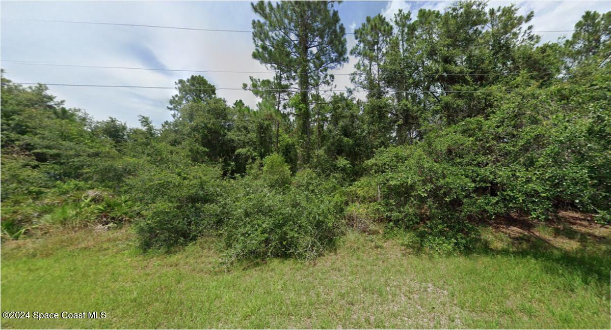 a view of a forest with a tree