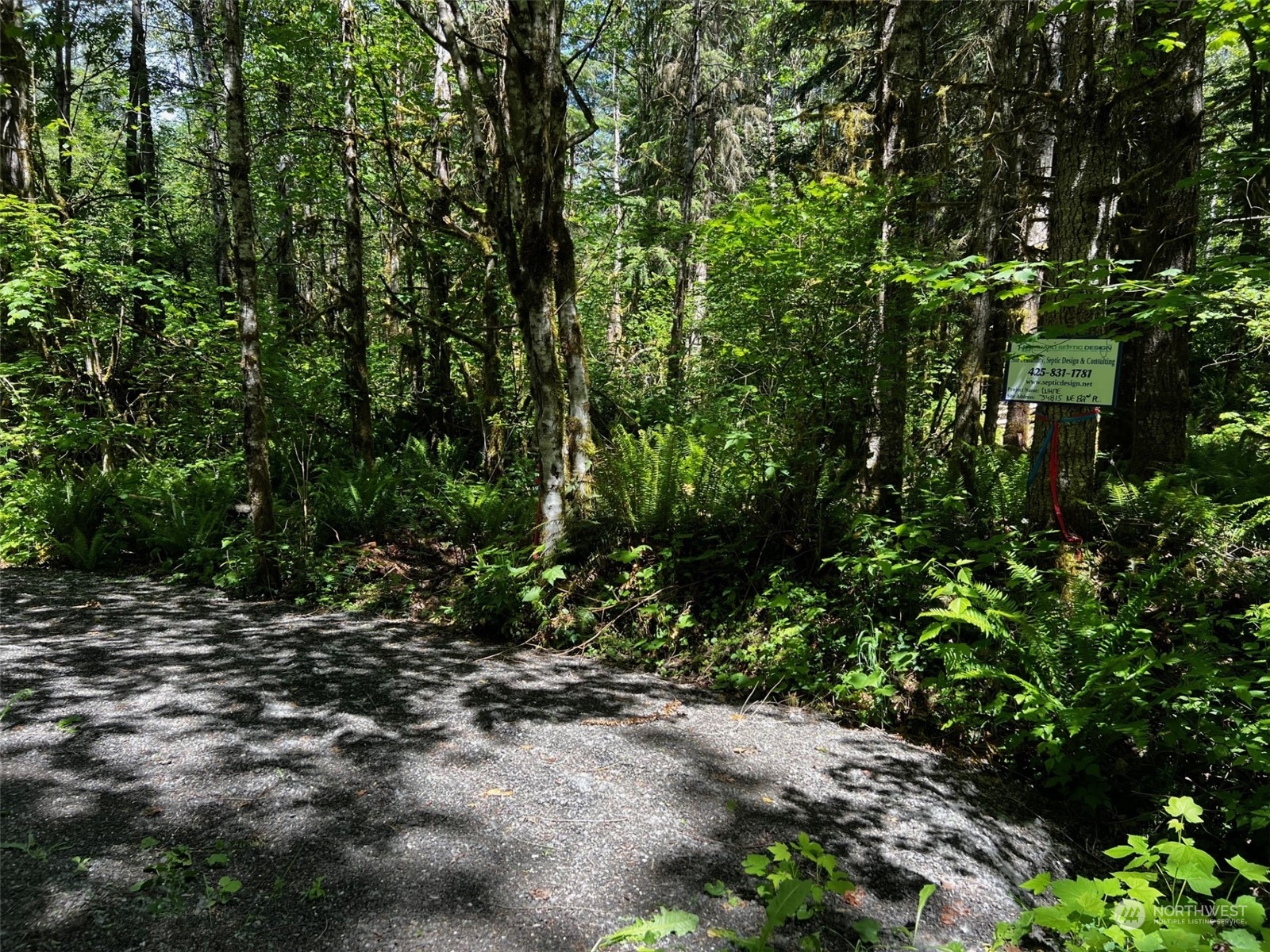 a view of a forest with trees