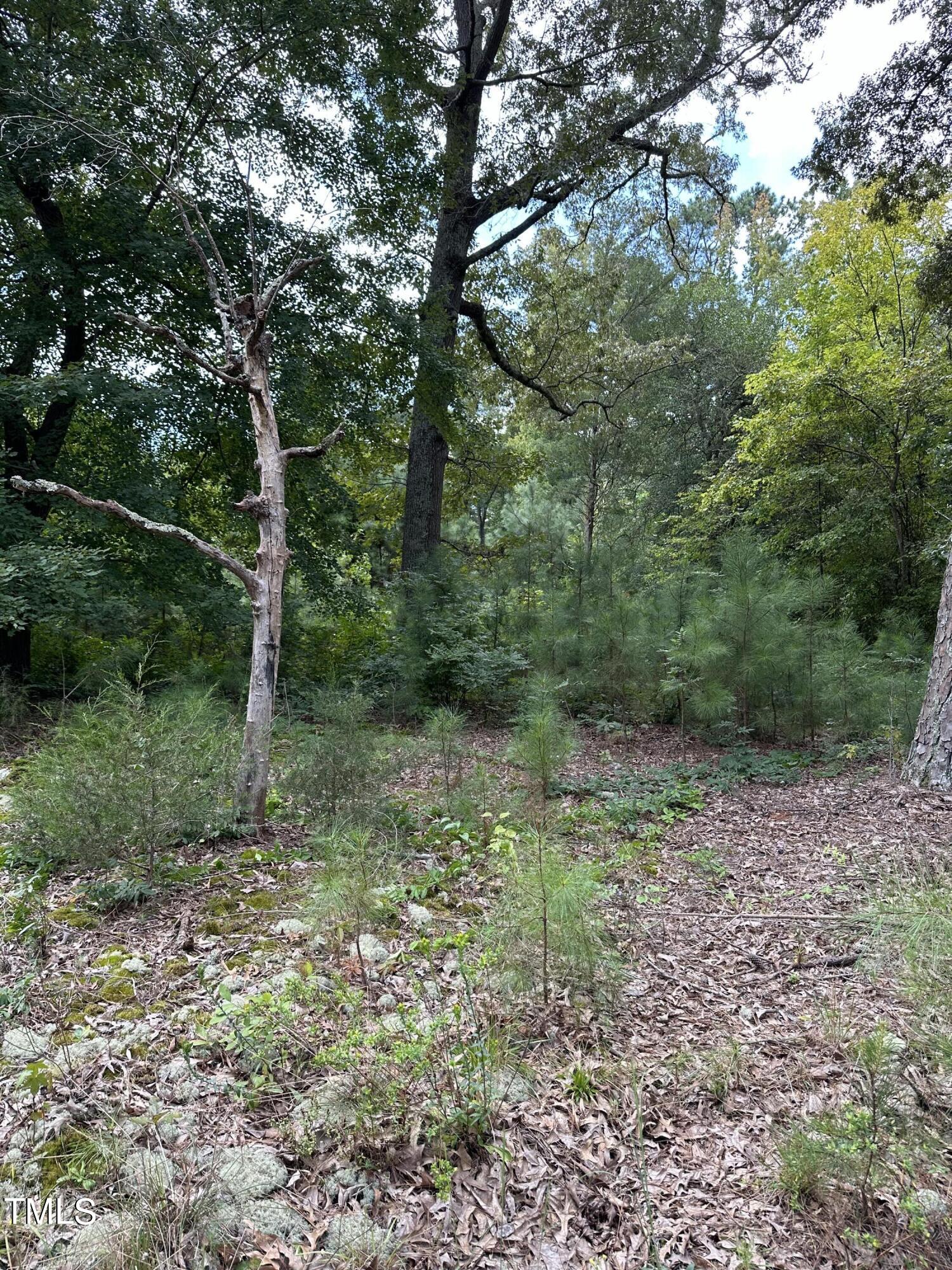 a big yard with lots of green space and deers