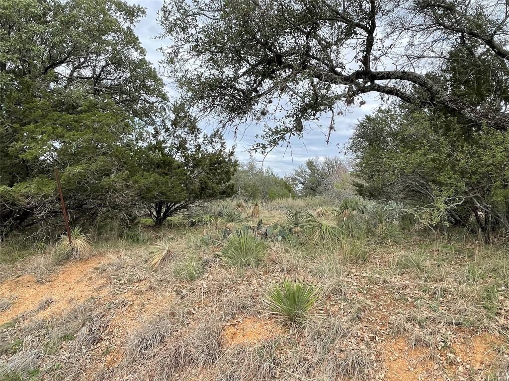 a view of a yard with a tree