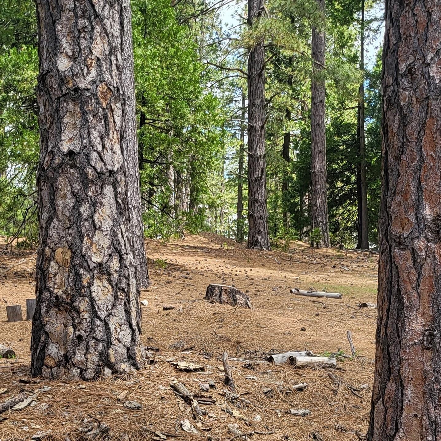 a view of a yard with large trees