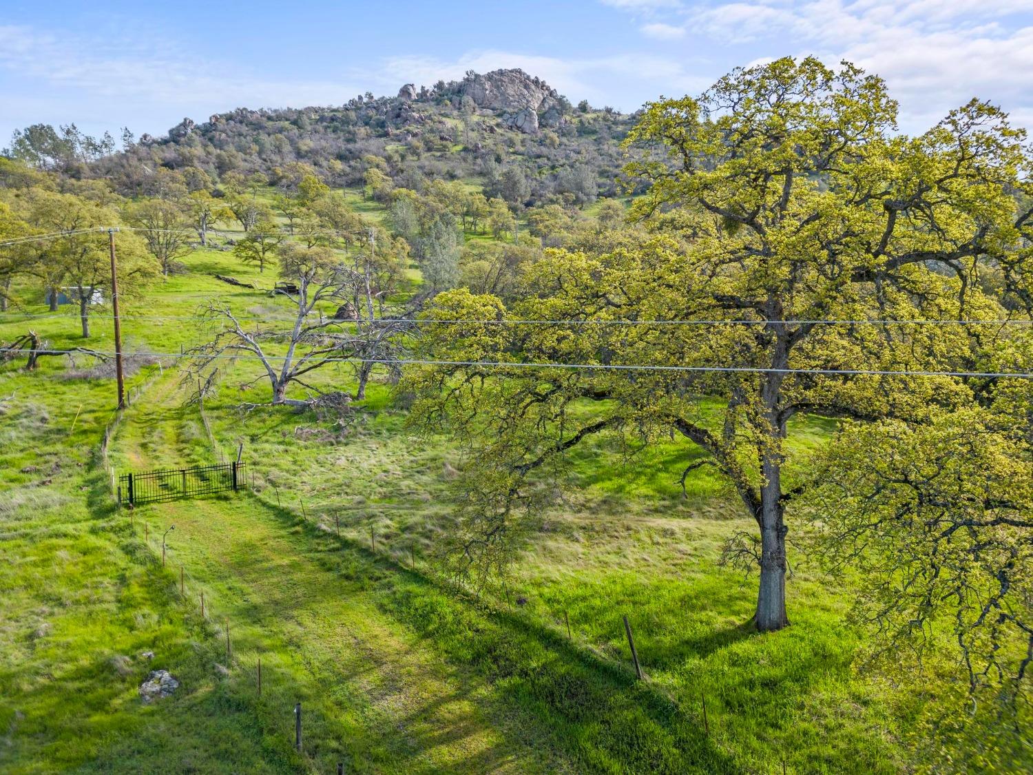 a view of a yard with a tree