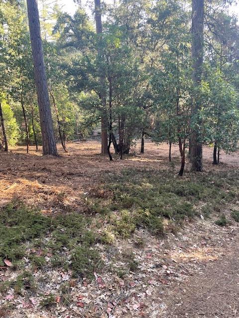 a fire hydrant in the middle of a forest