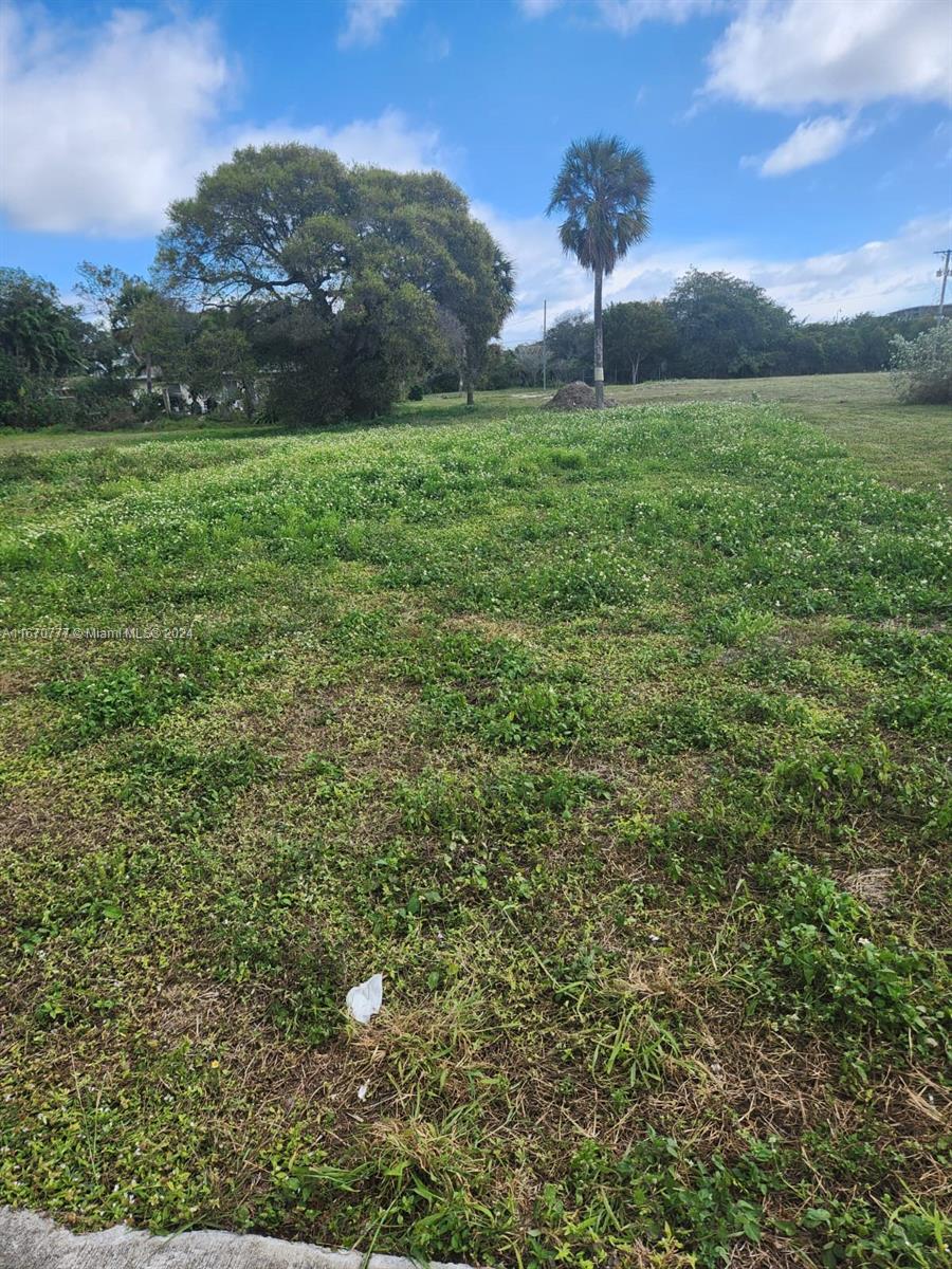 a view of a grassy field with an trees