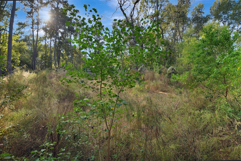 a view of a forest