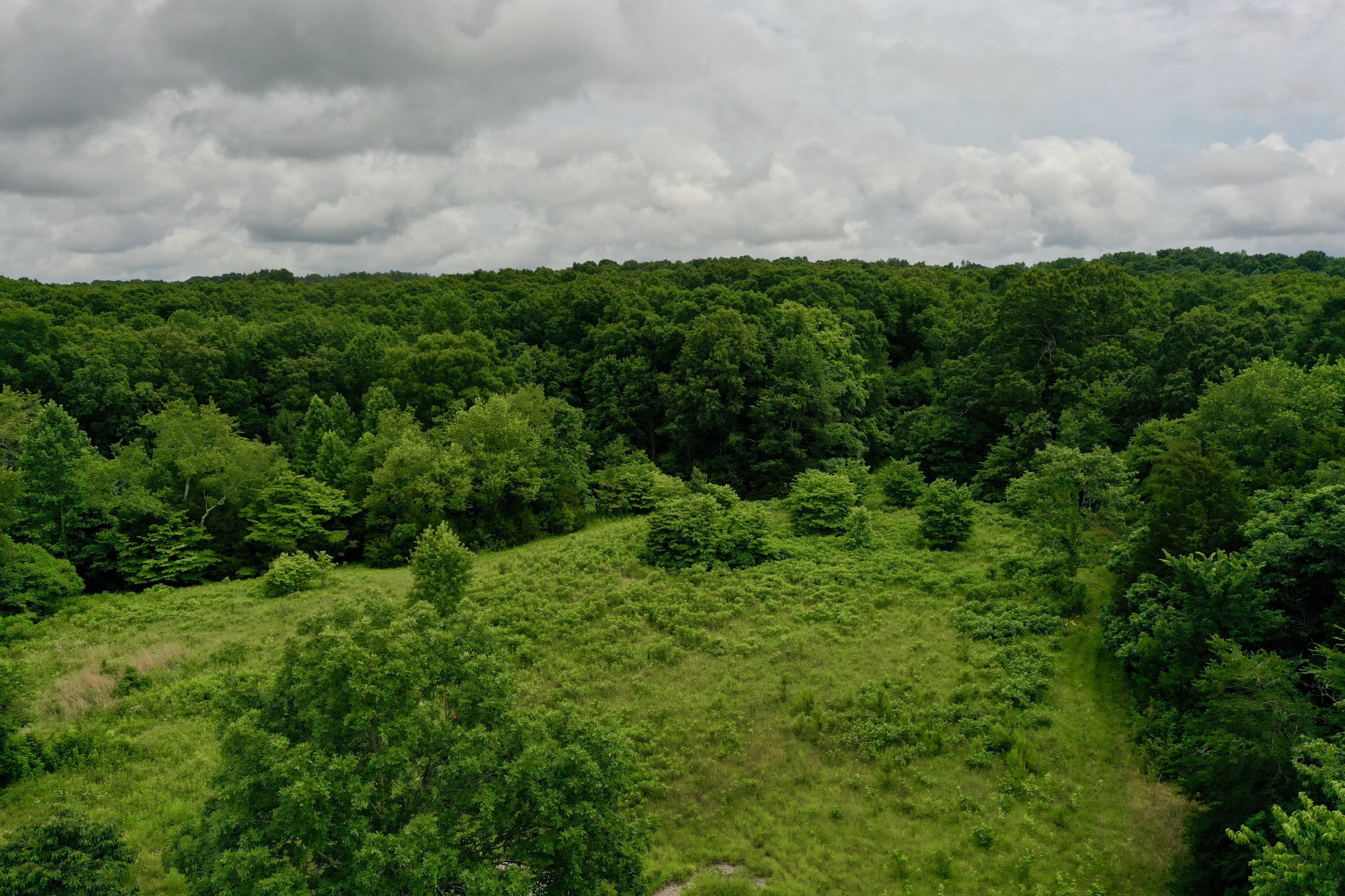 a view of a yard and large trees