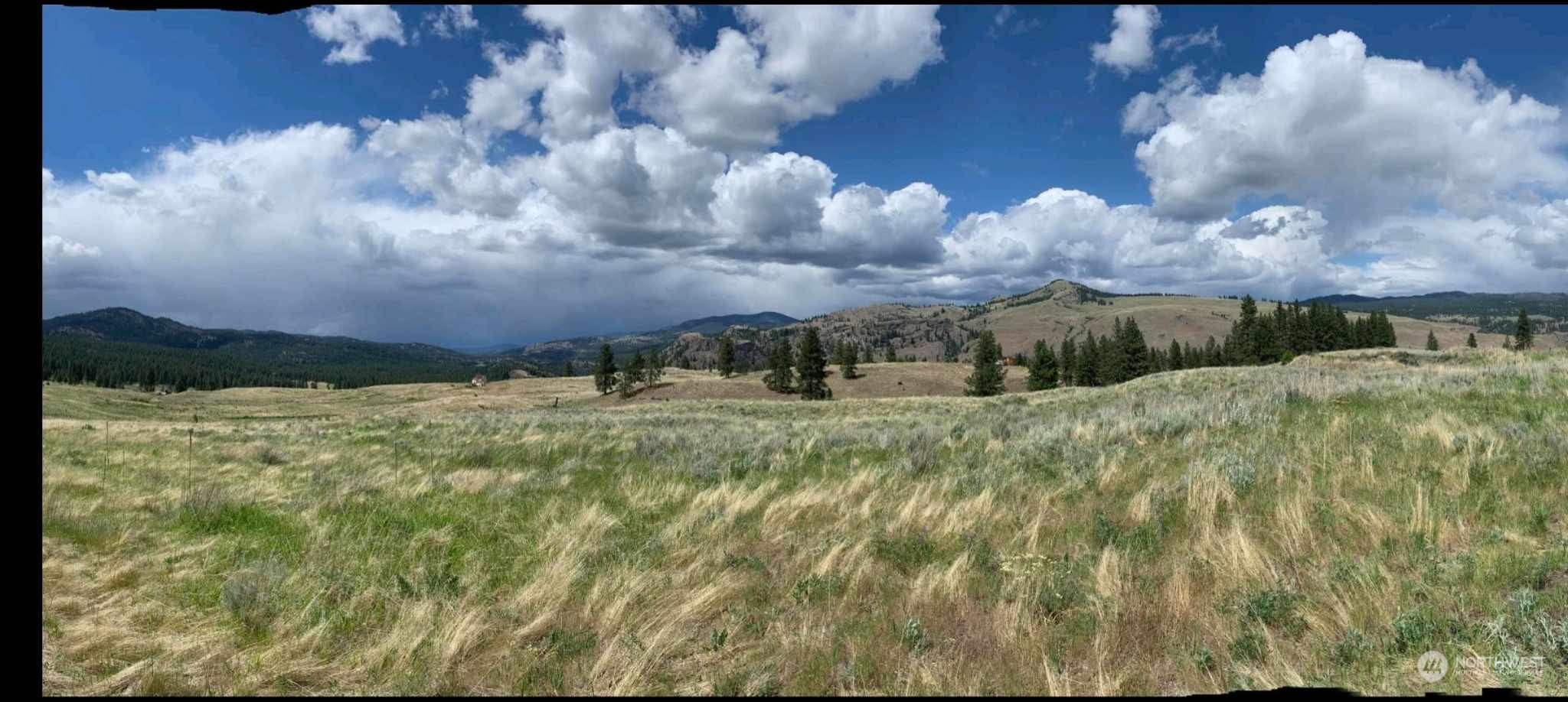 a view of a bunch of trees in background