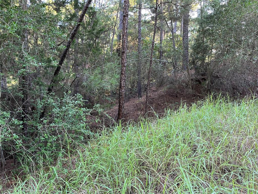 a view of a lush green forest