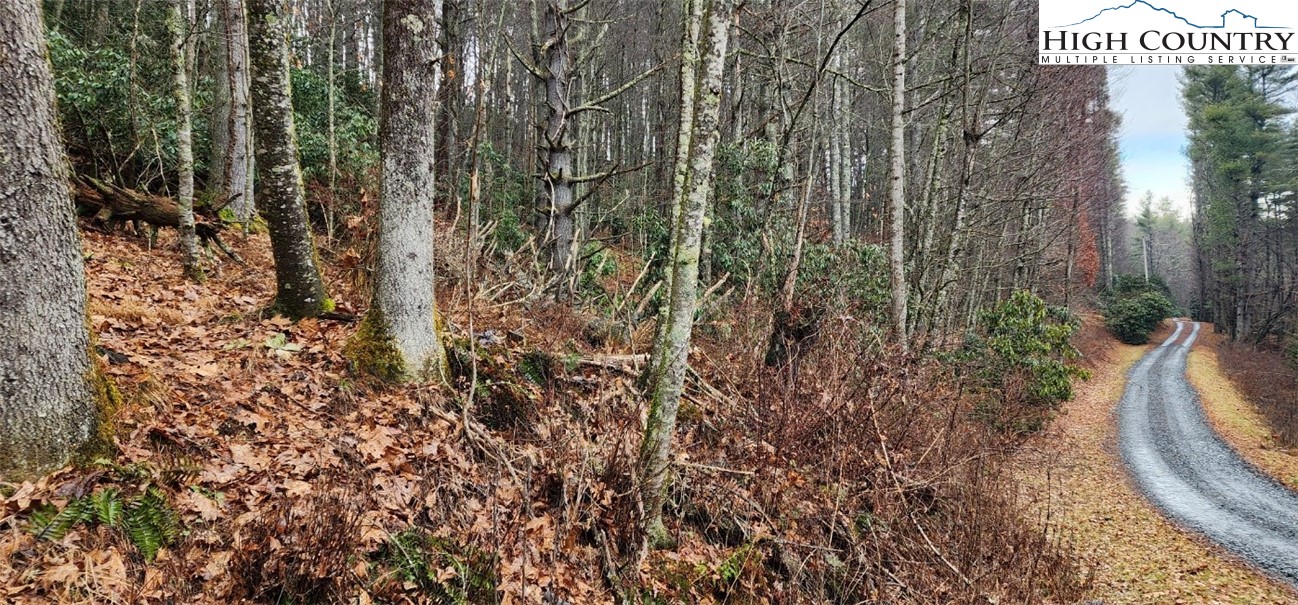 a view of a yard with large trees