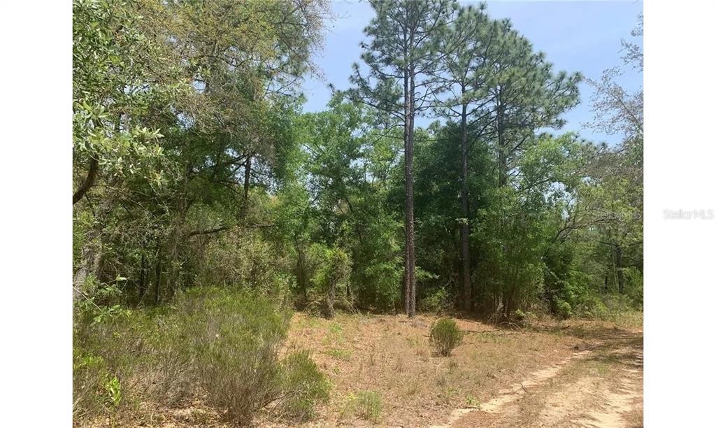 a view of a yard covered with trees