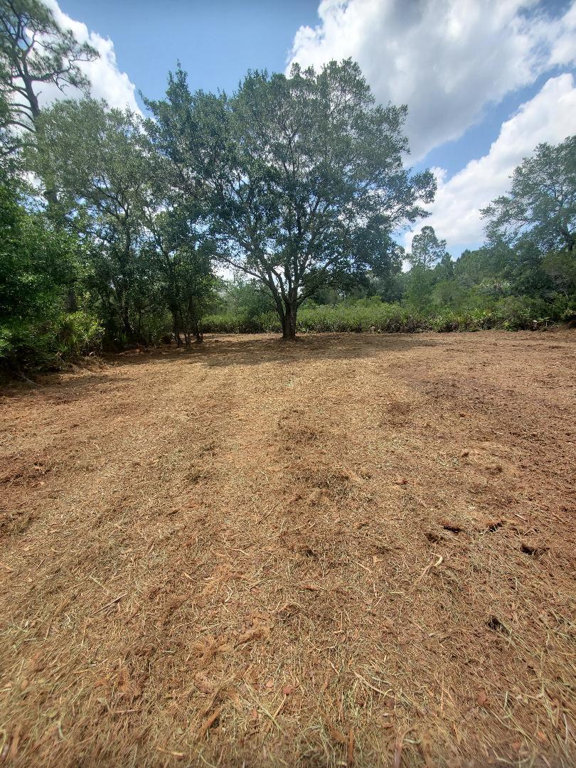 a view of empty field with trees