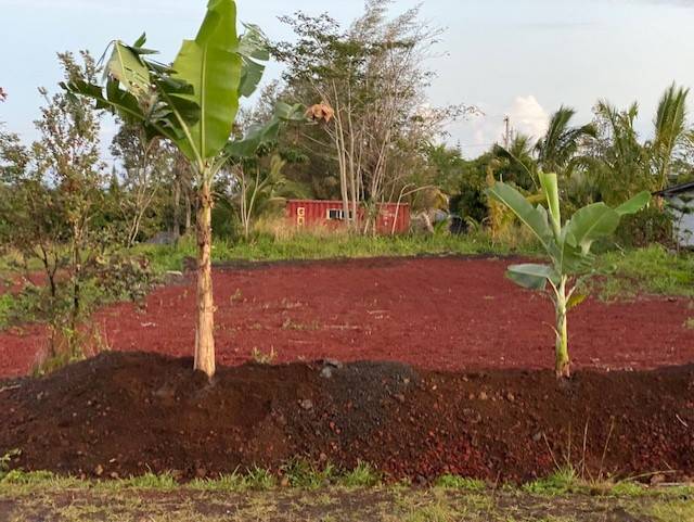 a view of a yard with plants